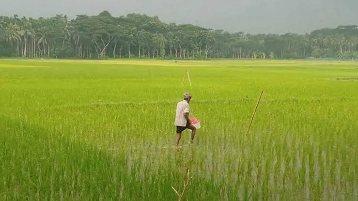 লক্ষ্যমাত্রা ছাড়িয়ে আমন আবাদ, খুলনার মাঠজুড়ে সোনালি স্বপ্ন