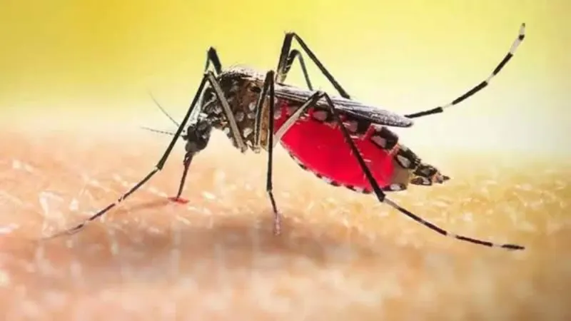 ডেঙ্গুতে ২৪ ঘণ্টায় আরও ৮ জনের মৃত্যু