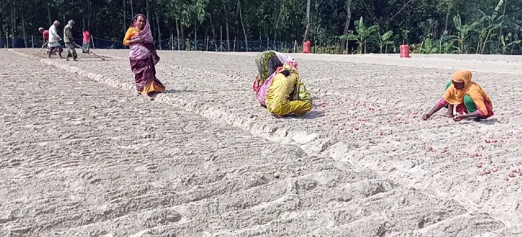 পীরগঞ্জে মুড়িকাটা পেঁয়াজের আবাদে ব্যস্ত কৃষক, সামনে নতুন স্বপ্ন
