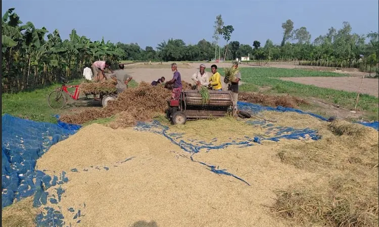 সোনালি ধানে হাসছে উত্তর, আগাম আমন কেটে নতুন ফসলের প্রস্তুতি
