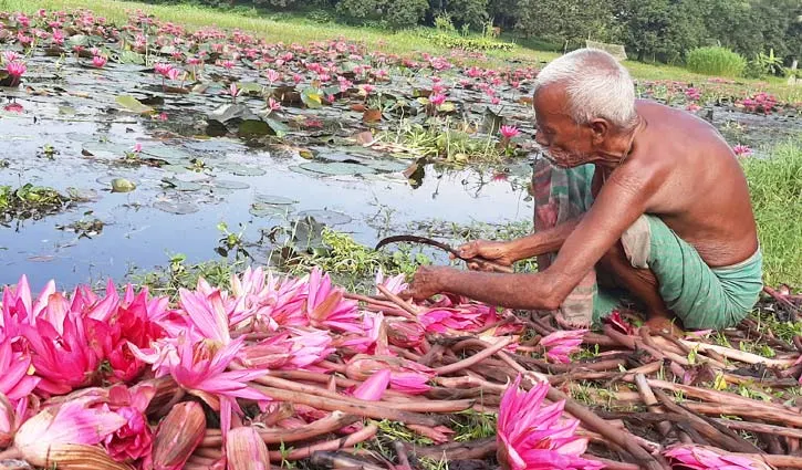 বিলের শাপলাই এখন আয়ের ভরসা শরীয়তপুরের মানুষের