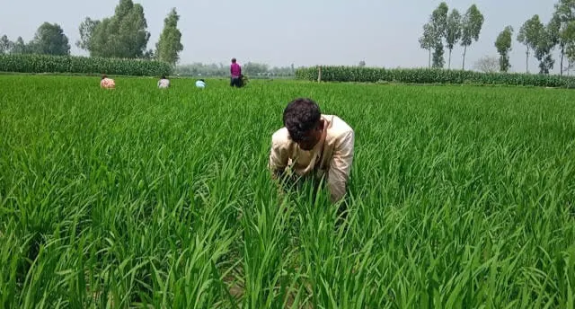 লক্ষ্যমাত্রা ছাড়িয়ে আমন আবাদ, দিনাজপুরে এবার সোনালি ফসলের হাতছানি