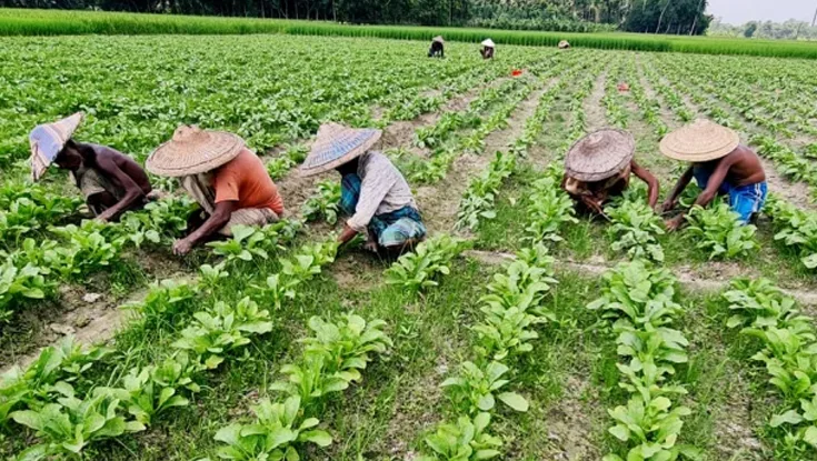 শীত আসেনি, আগাম সবজিতে ব্যস্ত টাঙ্গাইলের কৃষক - লাভের আশায় দিনরাত পরিশ্রম