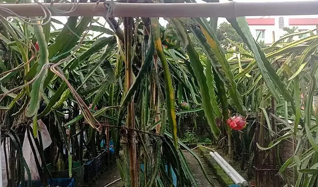 শখের বাগান থেকে লাখ টাকার আয়, চাঁদপুরের ‘ড্রাগন হানিফ’