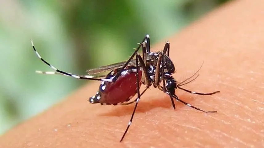 ডেঙ্গুতে একদিনে ৮ জনের মৃত্যু, হাসপাতালে ভর্তি ১ হাজার ৭৮২