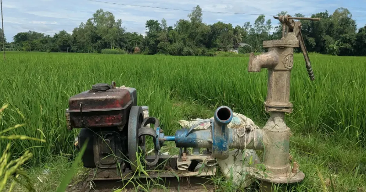 তেলের দাম বাড়তেই ধান চাষে বাড়ল খরচ, দুশ্চিন্তায় হিলির কৃষক