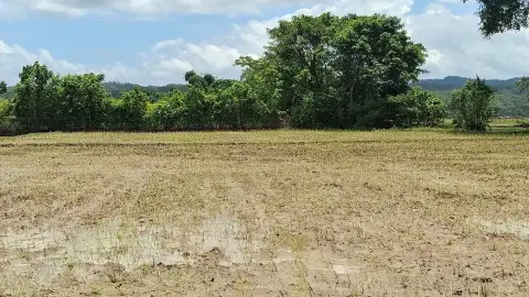 ৮৭৮ কোটি টাকার ক্ষতি, বন্যার ধাক্কা সামলে ঘুরে দাঁড়াবেন কীভাবে কৃষক?