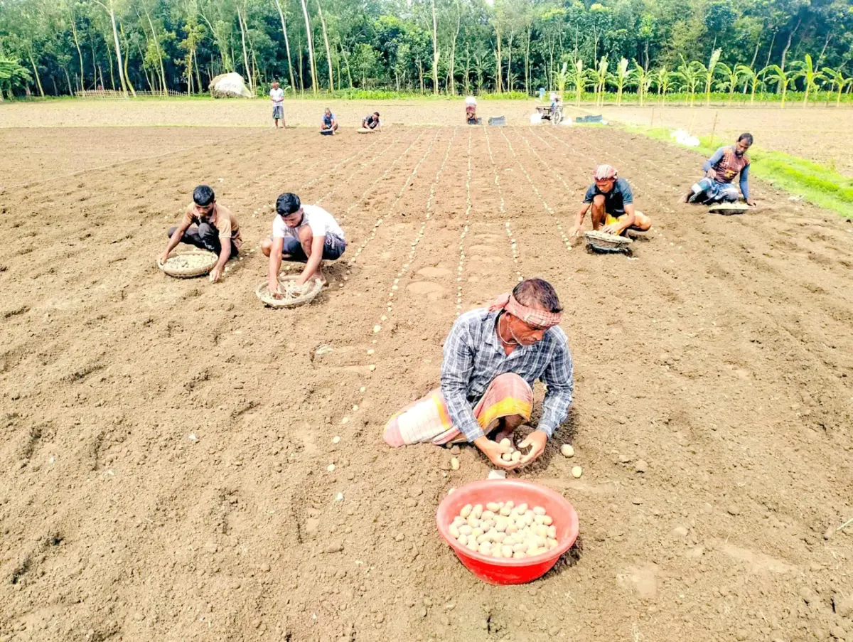 ২৪ টাকা খরচ, বিক্রি ১২ টাকায়—আলু নিয়ে বিপাকে রংপুরের কৃষক