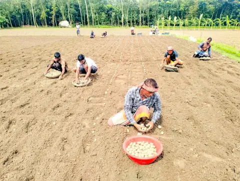 ২৪ টাকা খরচ, বিক্রি ১২ টাকায়—আলু নিয়ে বিপাকে রংপুরের কৃষক