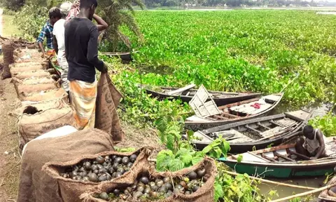 শামুক বিক্রিতে হাজার টাকা আয়, কিন্তু নিঃশেষ হচ্ছে চলনবিলের প্রাণ