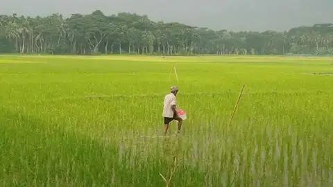 লক্ষ্যমাত্রা ছাড়িয়ে আমন আবাদ, খুলনার মাঠজুড়ে সোনালি স্বপ্ন