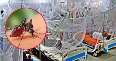 ডেঙ্গুতে আরও একজনের মৃত্যু, হাসপাতালে ভর্তি ১ হাজার ৩০০ জন