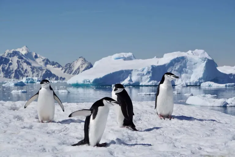 বরফ গলার ভয়ংকর প্রভাবে বাড়ছে সমুদ্রপৃষ্ঠ!