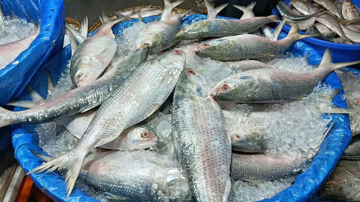 ইলিশের শহরে লুকিয়ে ভয়ংকর ইতিহাস
