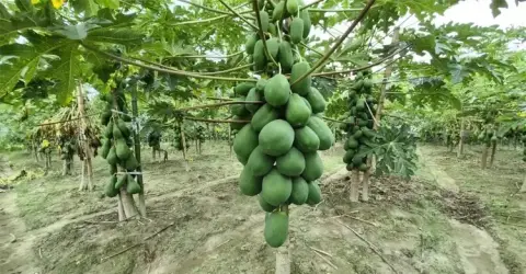 পেঁপের বাগানেই হলুদ-সবজি, পাঁচ বিঘায় বহুমুখী কৃষির মডেল