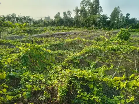 এক কমলার গাছ থেকে সাড়ে ৭ একরের সাম্রাজ্য, ফারুকের আয় ৩২ লাখ