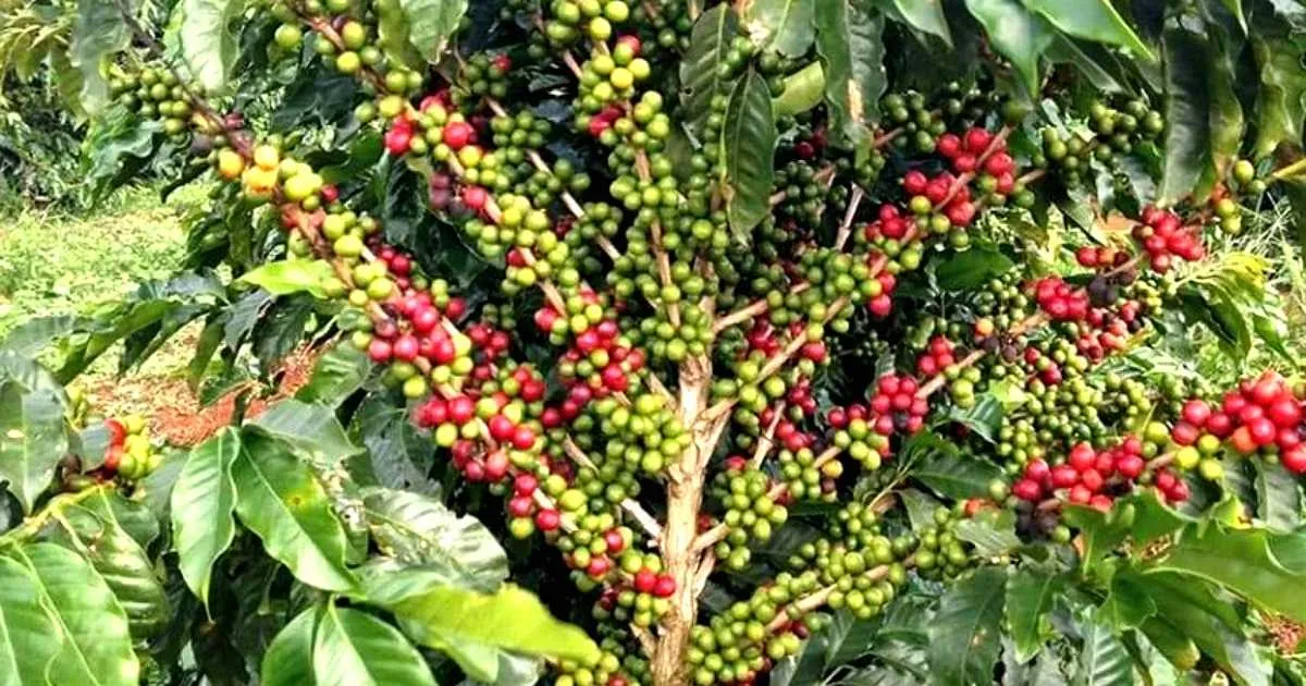 পাহাড়ে কফির নতুন জাত, আড়াই দশকের গবেষণায় নতুন সম্ভাবনা