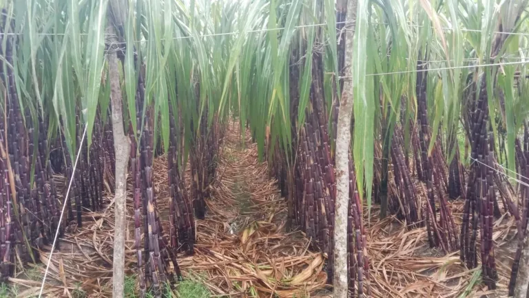 ব্ল্যাক সুগারকেইন বা কালো আখে সোনালি স্বপ্ন, গাজীপুরে কৃষিতে নতুন বিপ্লব