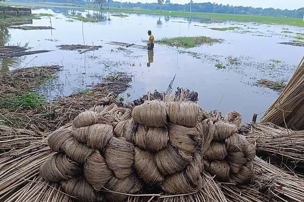 ভালো ফলনে পাটের আঁশে লাভের আশা, ব্যস্ত সাতক্ষীরার কৃষক