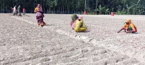 পীরগঞ্জে মুড়িকাটা পেঁয়াজের আবাদে ব্যস্ত কৃষক, সামনে নতুন স্বপ্ন
