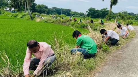 বজ্রপাতের ঝুঁকি কমাতে কুমিল্লায় ৫ হাজার তালবীজ রোপণের উদ্যোগ