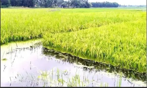 তিস্তার পানি বাড়লেই তলিয়ে যেতে পারে পাকা ধান