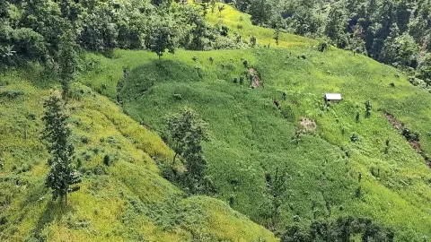 জুমে ভালো ফলন, তবুও সংকটে পাহাড়ের ঐতিহ্যবাহী কৃষি