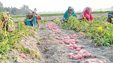 আশার আলুতে হতাশা, কেজিতে ৬-৭ টাকা লোকসান গুনছে কৃষক