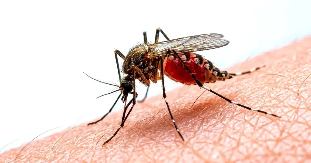 ডেঙ্গুতে আরও ৬ মৃত্যু, হাসপাতালে ভর্তি ২০৮৯