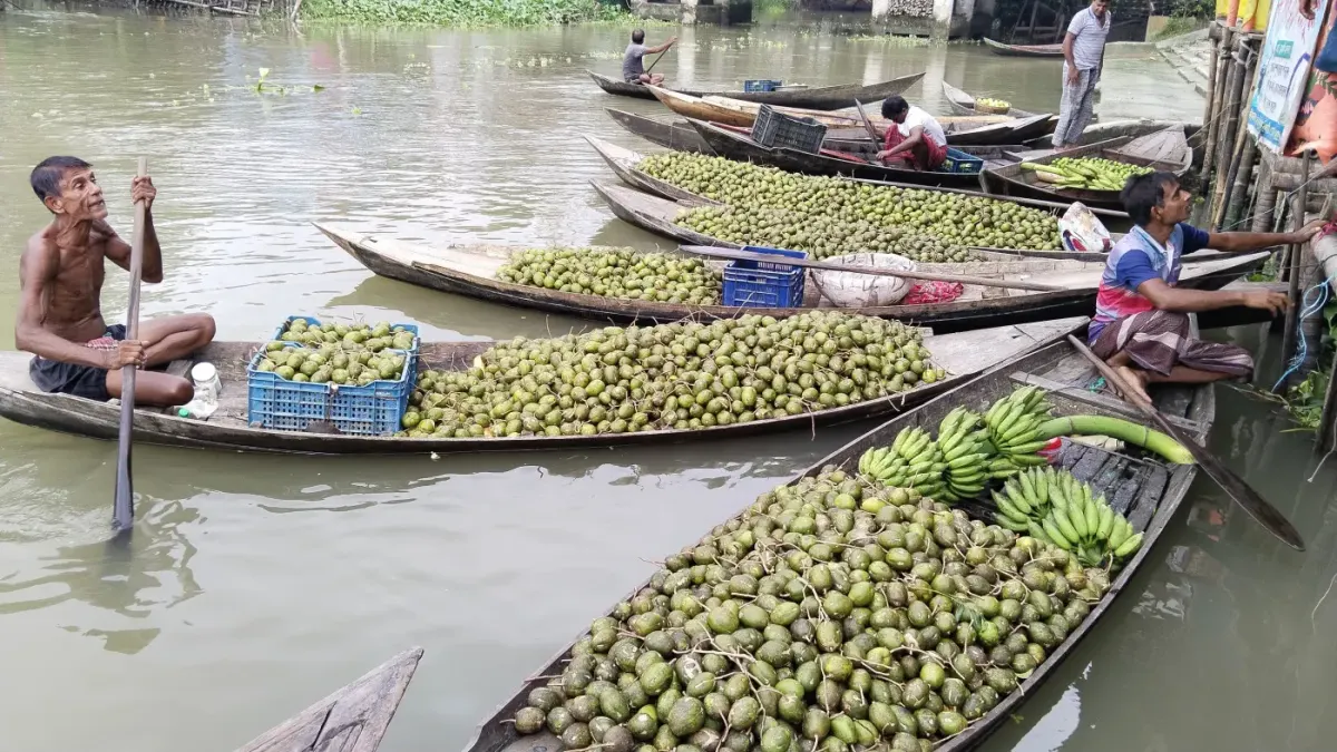 আমড়ার ফলনে স্বস্তি, নতুন সম্ভাবনা দেখছেন ঝালকাঠির কৃষক