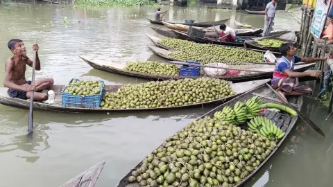 আমড়ার ফলনে স্বস্তি, নতুন সম্ভাবনা দেখছেন ঝালকাঠির কৃষক