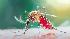 ডেঙ্গুতে একদিনে ৬ মৃত্যু, চলতি বছরে প্রাণহানি ৩৪৮ জনের