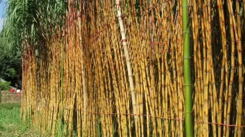 এক জমিতে দুই ফসল, ‘রঙ বিলাসে’ বিঘায় দুই লাখ টাকা লাভ