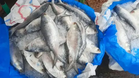 সাধ আর সাধ্য মিলছে না ইলিশের বাজারে