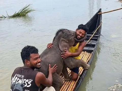 জেলেদের হাতে প্রাণে বাঁচল তিস্তার হাতির শাবক