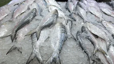 যে ইলিশ একসময় রপ্তানি হতো, এখন কেন তা আমদানি হচ্ছে?