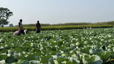 শীতের আগমনী বার্তায় সবজির আবাদে ব্যস্ত মেহেরপুরের কৃষক
