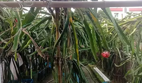 শখের বাগান থেকে লাখ টাকার আয়, চাঁদপুরের ‘ড্রাগন হানিফ’